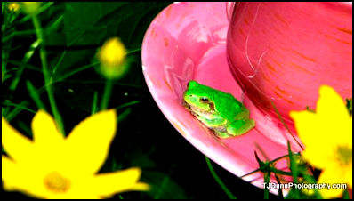 Amphibians are delicate and sensitive creatures.
