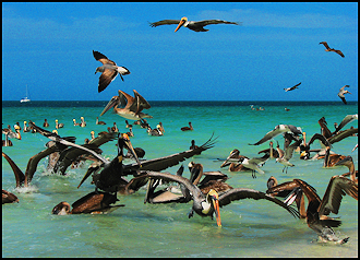 Life at the seashore