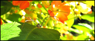 Solitary Spider eats other insects